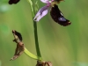 Ophrys bertolonii  01.jpg